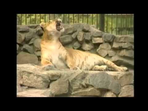 Jaguar on Filhote De Le  O Com Tigre  Mix Of Lion And Tiger  Www Vbsdb Com