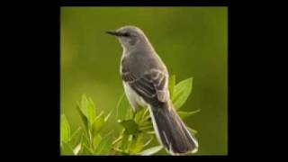 Watch Tom Waits Mockin Bird video
