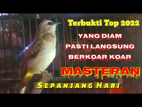 Seketika Akan Nyaut❗Masteran Trucuk Sepanjang Hari Terbukti Top 2022