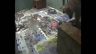 View our Newest Baby fox Cubs Live!