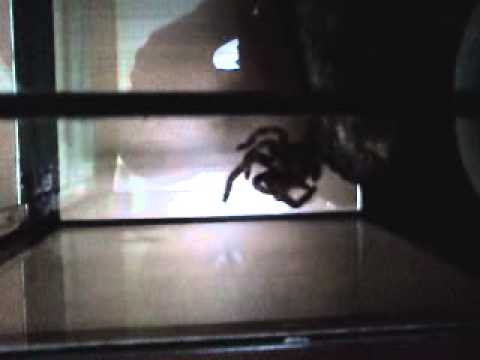 Header of Acanthoscurria insubtilis