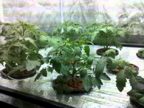 hydroponic roses production