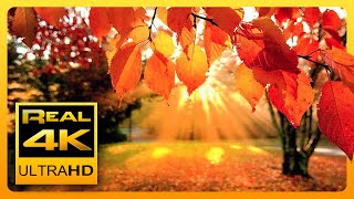 Невероятные Осенние Цвета И Расслабляющая Музыка В 4K 🍁🍂 Красивые Осенние Листья - 4K Uhd