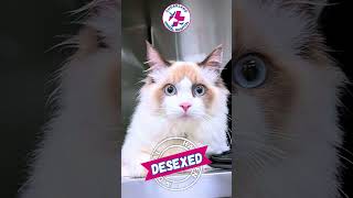 Random Pets Have Done Deed This Week
