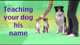 how to your not to bite how to your puppy not to bite уроки вязания на видео how to your not to bite how to your puppy not to bite уроки вязания на видео