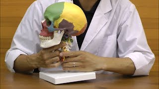 頭蓋，頚椎付，骨別カラー4分解モデル：動画