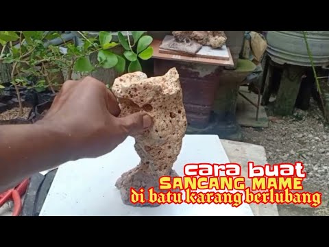 Cara Buat Sancang mame diatas batu Karang yang berlubang
