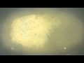 The Light