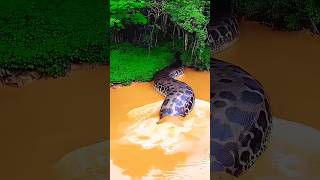 This Giant Snake Is The Owner Of The Jungle
