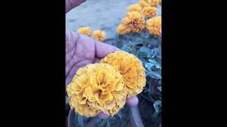 Beautiful Village Life Colourful Flower In Naursery Form -U9Y