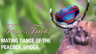 True Facts: Mating Dance Of The Peacock Spider (Feat. Quinta Brunson)