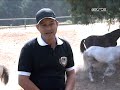 cavalos