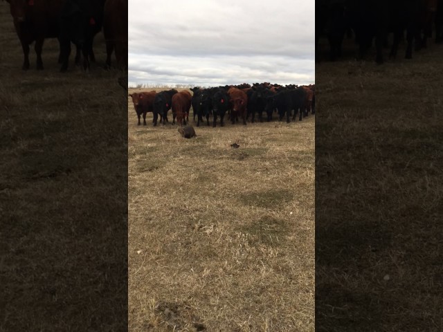 As If These Cows Have Never Seen A Beaver Before - Video