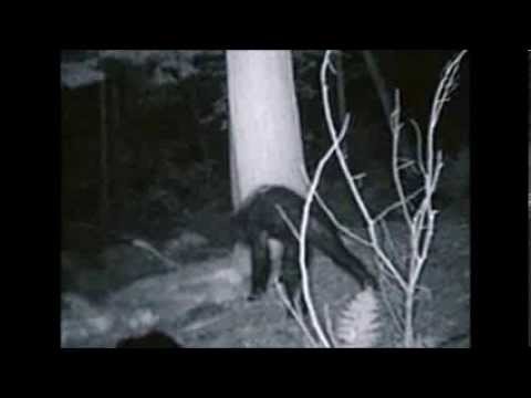 The Legend of Sasquatch