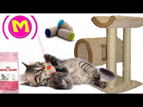 того, оно коты мейн кун ловят ли они мышей есть термобельем