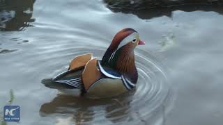 Mandarin duck becomes new star in New York City's Central Park