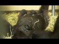 Gorilla Asha with Newborn - Cincinnati Zoo