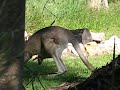 quick roo clip