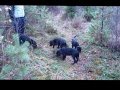 Kennel Casalini: Cane Corso puppies 10 weeks old