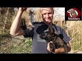 Brocc the Mink ERADICATES RAT INFESTATION With a Pack of Dogs