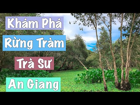 Khám Phá Rừng Tràm Trà Sư 🌴🌳An Giang