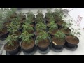 Site M   White Berry Cannabis Grow   Part 1