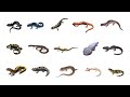 Types Of Salamanders | Learn Salamanders Amphibians In English Language