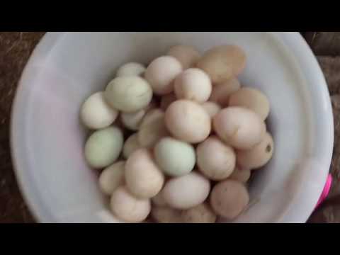 สูตรอาหารเป็ดบาบารี่เก็บไข่เป็ดยามเช้าครับlวิมานดินฟาร์มEp.190