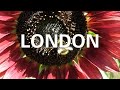 GGTV International Sunflower Guerilla Gardening Day Video Tutorial