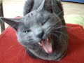 Russian Blue Cat ZsaZsa