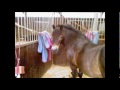 Somerby Equestrian Centre