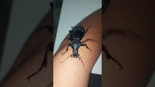 Carabus Scabrosus
