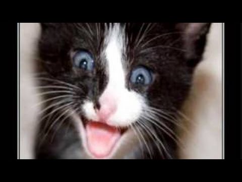 Funny Cats 5 Words not needed,