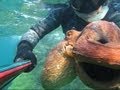 Pescasub: Pesci e polpi...