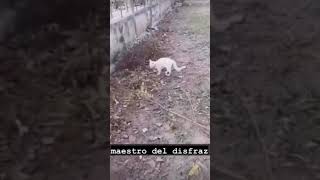 Maestro Del Disfraz