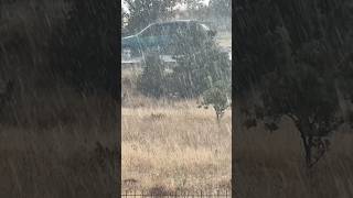 Chickens And A Rooster Running Away From The Rain Rain