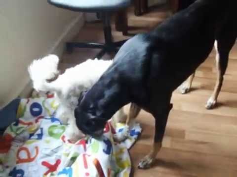 poodle lurcher love
