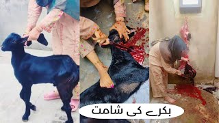 Black Goat Slaughtered By Girl Lady Butcher Vlogs