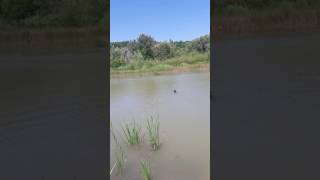 Water Aport Training Armin Od Vojnovica