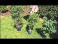 Pruning and Trimming Hedges Pruning and Trimming Hedges