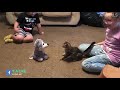 Try Not To Laugh - Funny Cats Video 2019 - Funniest Cats Fails Compilation