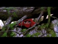 Top Must See Anime Movies