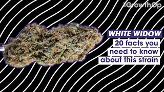 20 Facts You Need To Know About White Widow Strain Facts