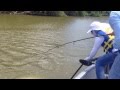 CAPTURA BABE TARPON EN TOUR DE VAMONOS DE PESCA. CAPTURA BABE TARPON EN TOUR DE VAMONOS DE PESCA.