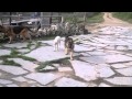 L'agnello e il lupo parte 3'