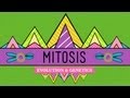 Mitosis: Splitting Up is Complicated - Crash Course Biology #12