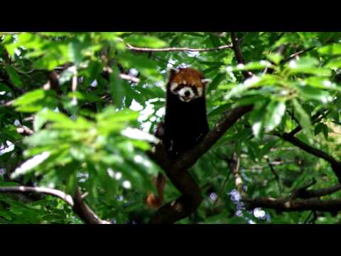 木の上のレッサーパンダ（Lesser panda）