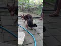 cara kawin anjing trah pincer Bali pawang kawin dog