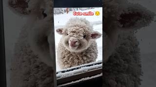 Cute Smile & Animals