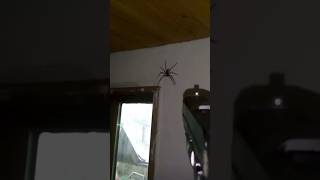 22Lr Glock Vs Giant Spider